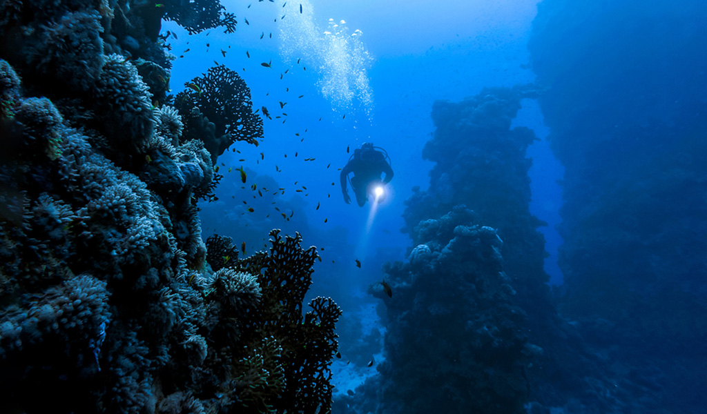 A New Underwater World is Discovered Maritime Herald