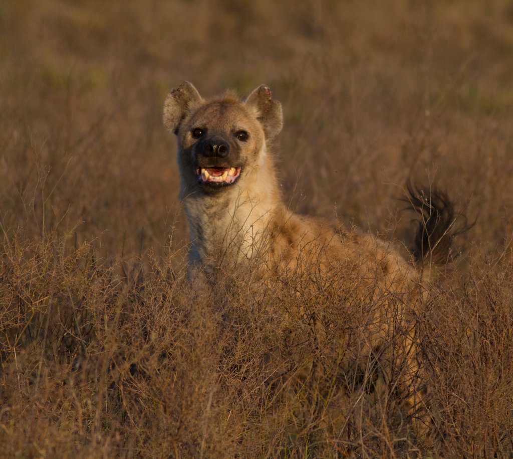 Hungry Hyenas Run Scared When Whom They Stole Food From Arrive At The