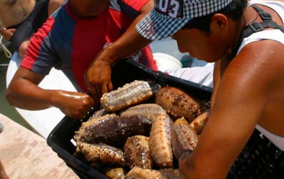 The black market of sea cucumbers in Yucatan. Maritime Herald