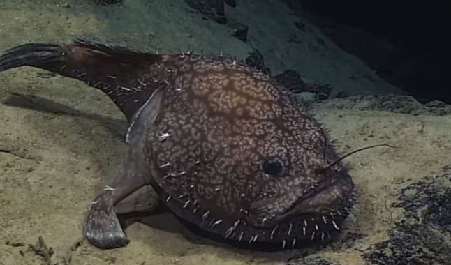 ugly fish in gulf of mexico ugly fish in gulf of mexico