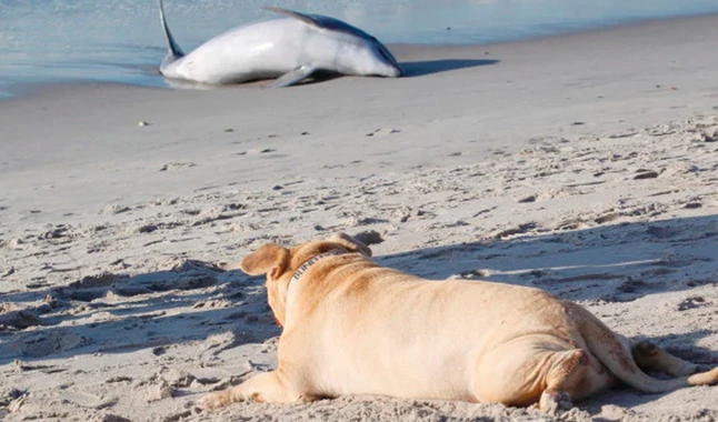 Blind Dog Tries To Save A Dolphin Stranded On A Beach [PHOTOS