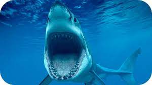 Do Sharks Have Taste Buds? | Maritime Herald
