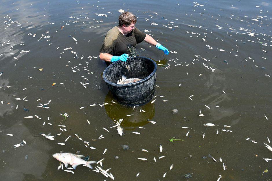 Heatwave Thousands of Dead Fish Pulled from the River Rhine Maritime
