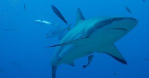 How Do Sharks Sleep?