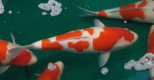 How Much Are Koi Fish? Why are they so costly?