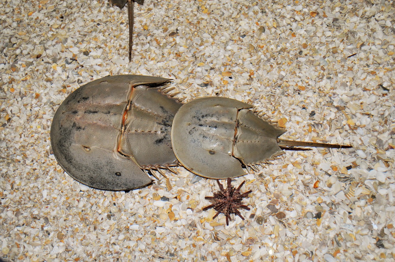 How The Blue Blood Of The Horseshoe Crab Is Helping Us Detect Bacteria