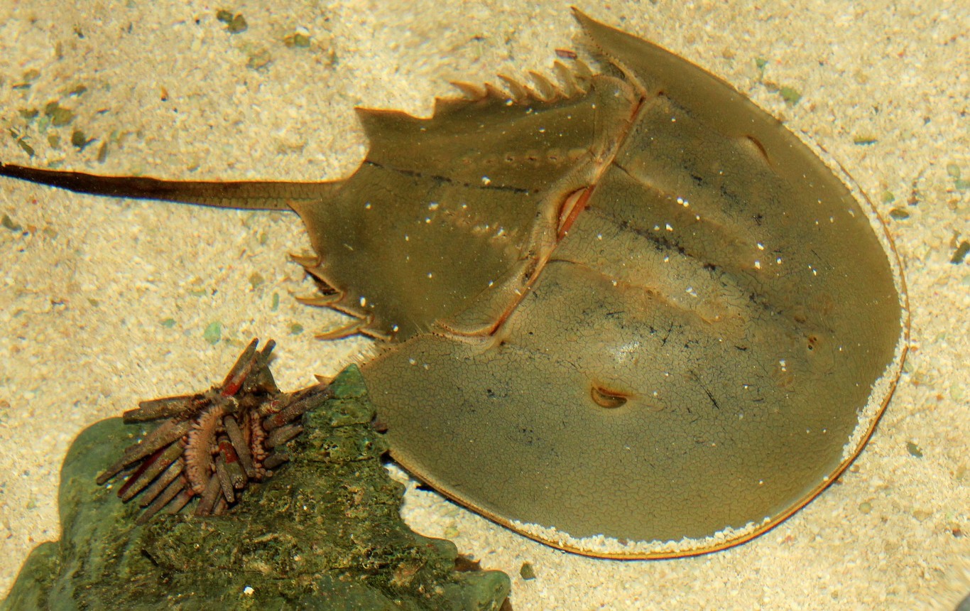 How The Blue Blood Of The Horseshoe Crab Is Helping Us Detect Bacteria