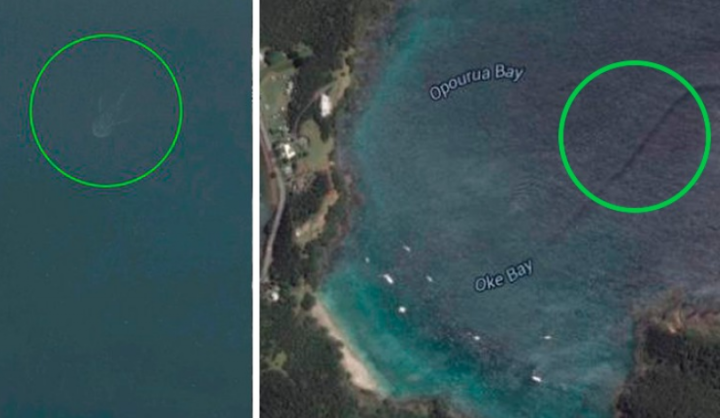 Marine Monsters? Terrifying Creatures Captured Thanks to Google Maps ...