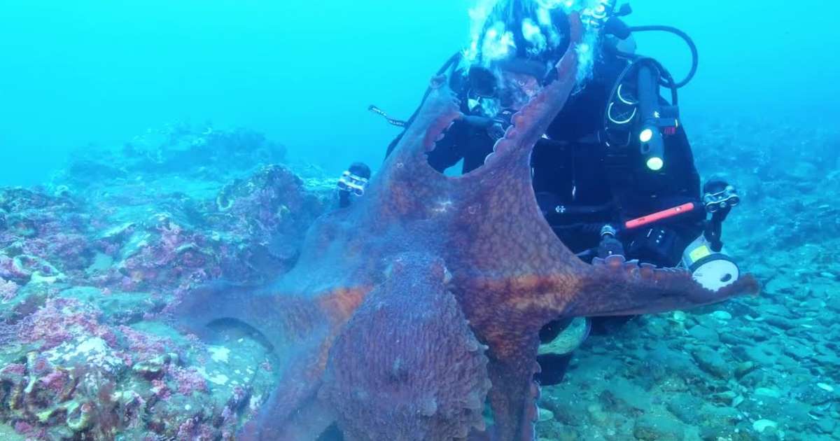 Massive Octopus Attacks Diver Then Drags His Equipment Through Sea
