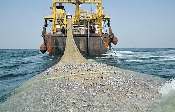 Russian fishing harvest reduced by 2.9% since the beginning of 2017