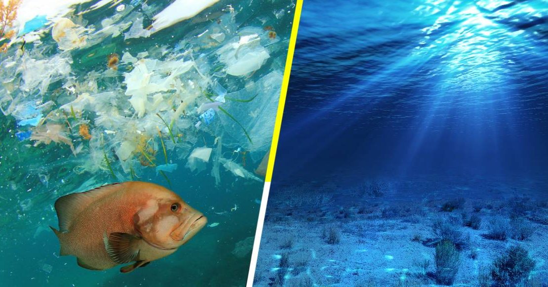 Science Says Oceans Could Be Restored By 2050 Maritime Herald