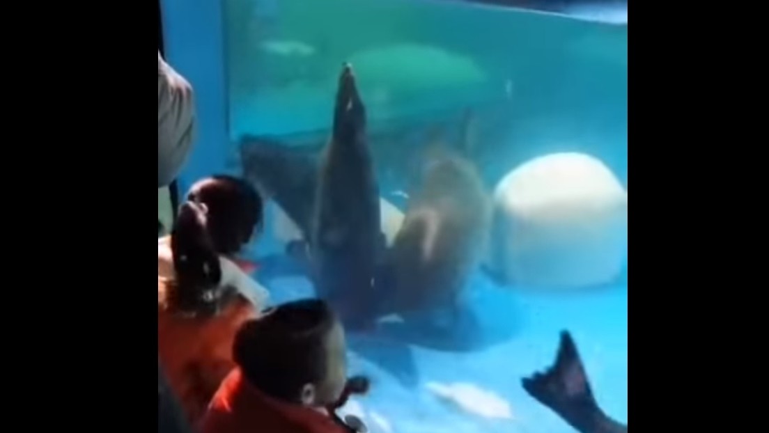 Seals Try To Rescue A Companion Trapped At An Aquarium Before The Eyes