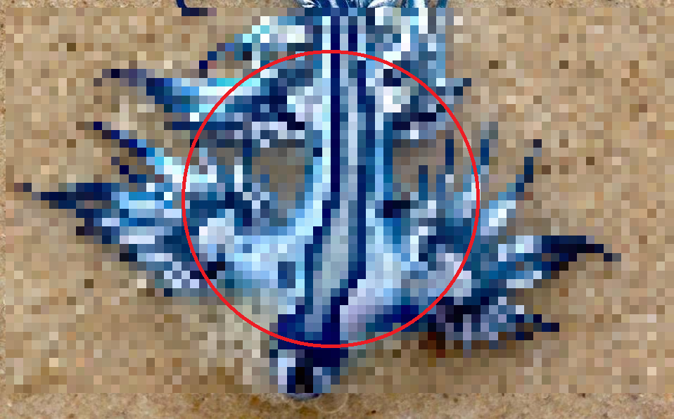 Small But Dangerous The Unusual Blue Dragons Are Found Off The Texas