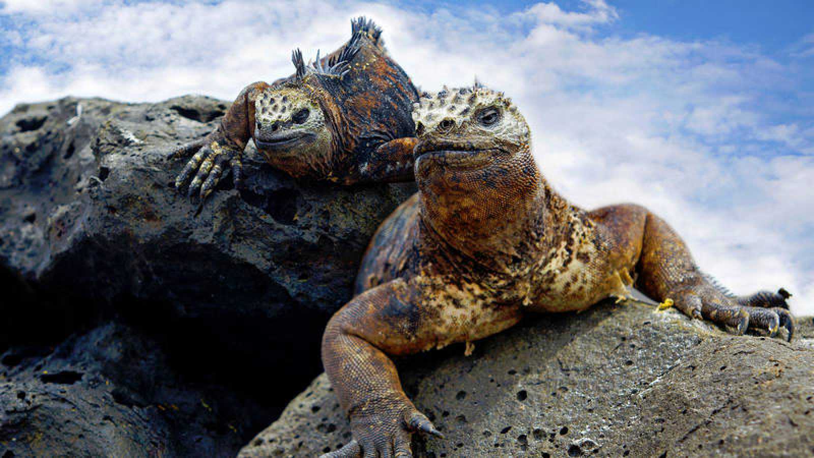 The Galapagos Islands Have Ten Times More Invasive Marine Species Than
