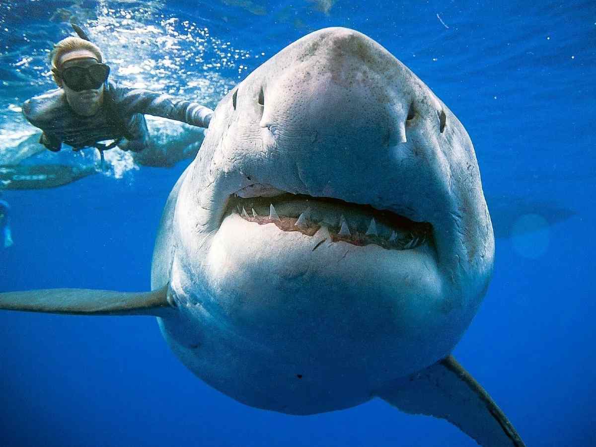 The Surprising Diet Of The Dreaded White Shark | Maritime Herald