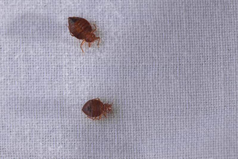 What Do Bed Bugs Eat Feed On Other Than Blood Maritime Herald