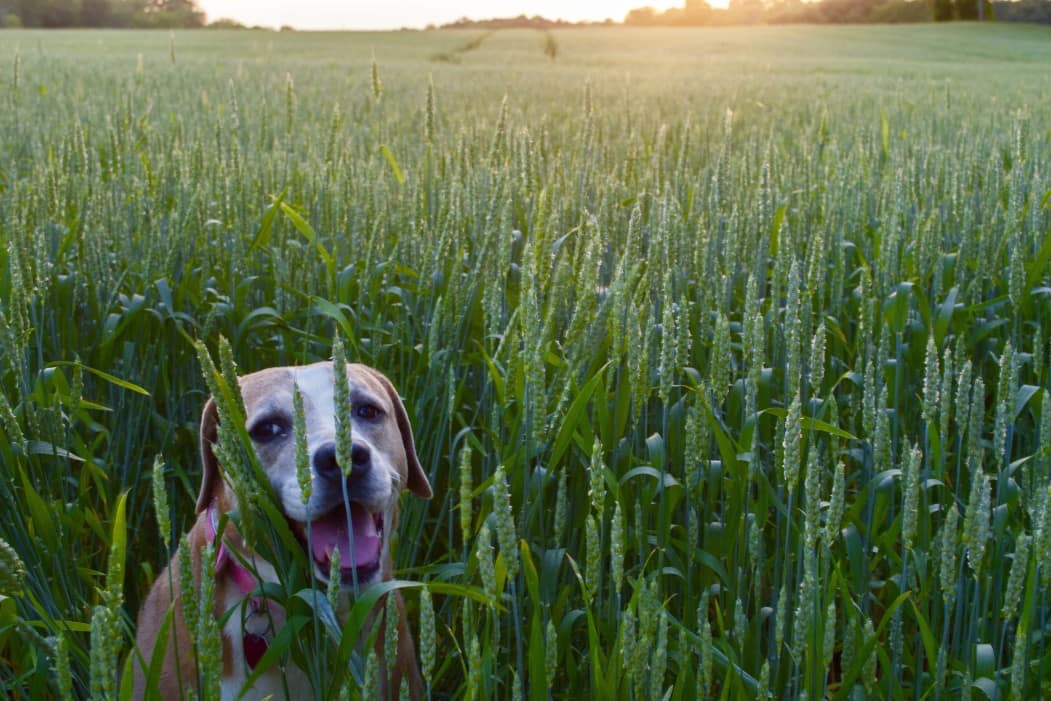 dog outside